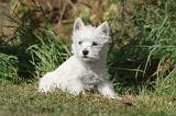WESTIE 146